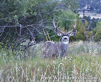 Click Picture to send as an  E-PostCard 27k 431x348